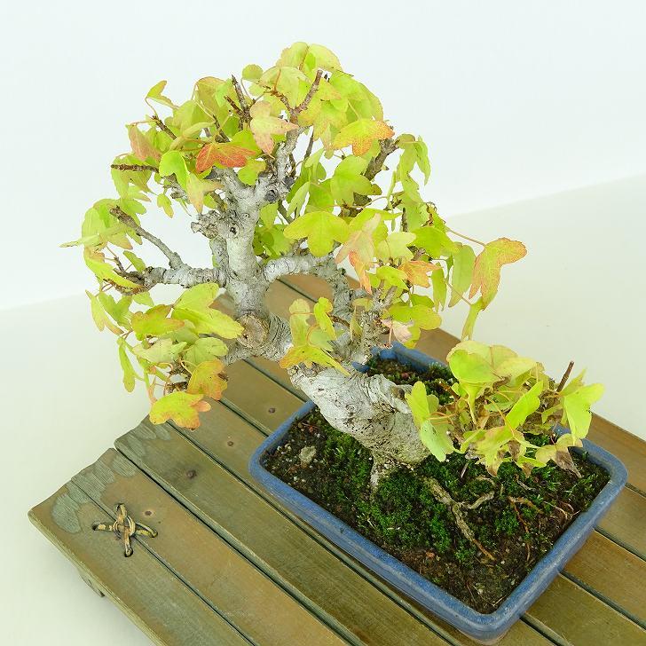 盆栽 楓 樹高 約17cm かえで Acer カエデ 紅葉 カエデ科 落葉樹 観賞用 小品 現品_5