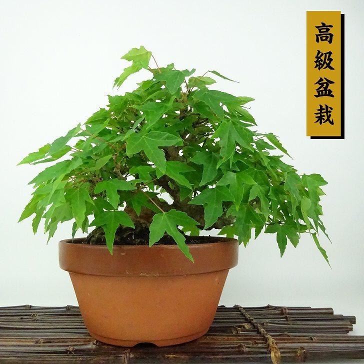 盆栽 楓 かえで Acer カエデ 紅葉 カエデ科 落葉樹 観賞用 小品 現品