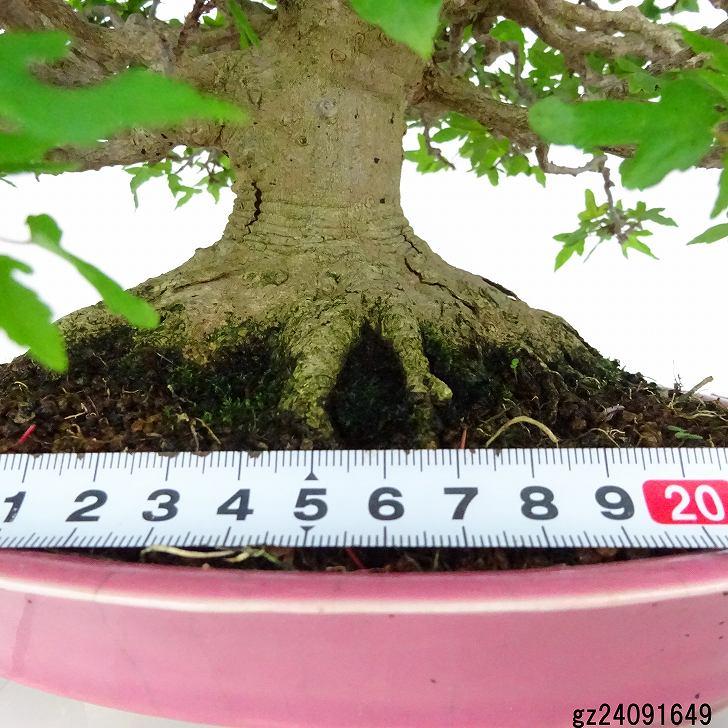 楓 かえで カエデ 楓盆栽 かえで盆栽 小品盆栽 紅葉　盤根 楓 かえで カエデ 楓盆栽 かえで盆栽 小品盆栽 紅葉 盤根 楓