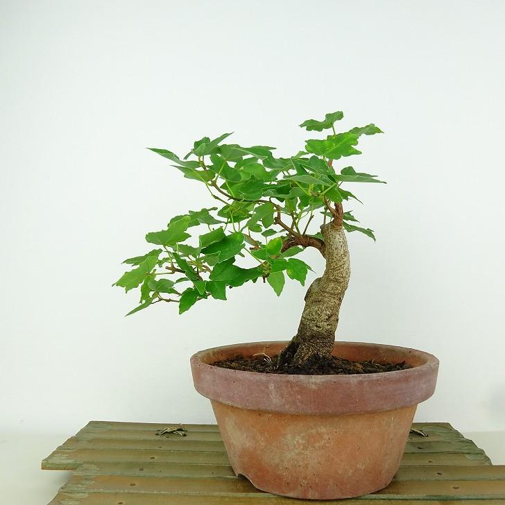 盆栽 楓 宮様楓 樹高 約15cm かえで Acer カエデ 紅葉 カエデ科 落葉樹 