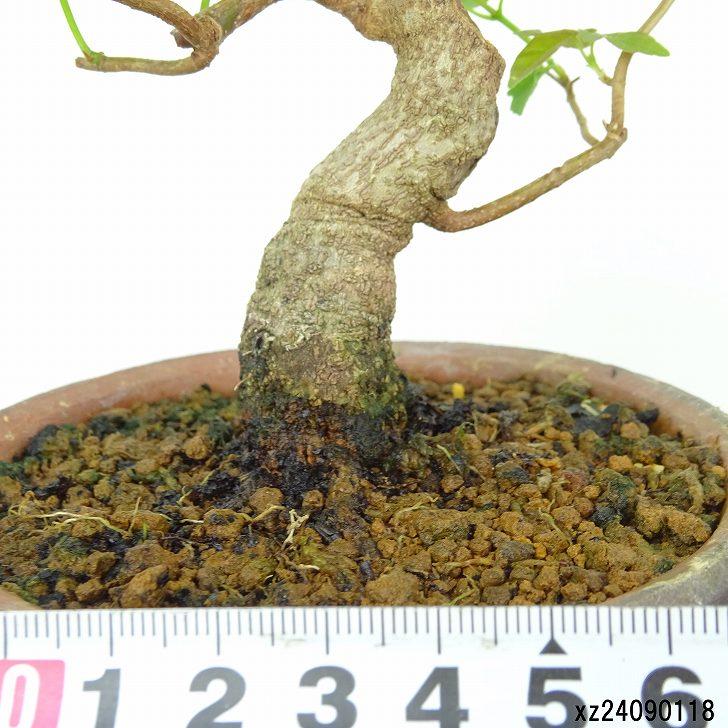 盆栽 宮様楓 樹高30cm 盆栽 宮様楓 樹高30cm