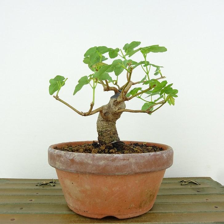 盆栽 楓 宮様楓 樹高 約10cm かえで Acer カエデ 紅葉 カエデ科 落葉樹 