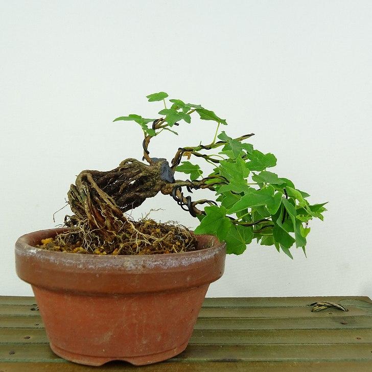 盆栽 楓 宮様楓 樹高 上下 約11cm かえで Acer カエデ 紅葉 根上り