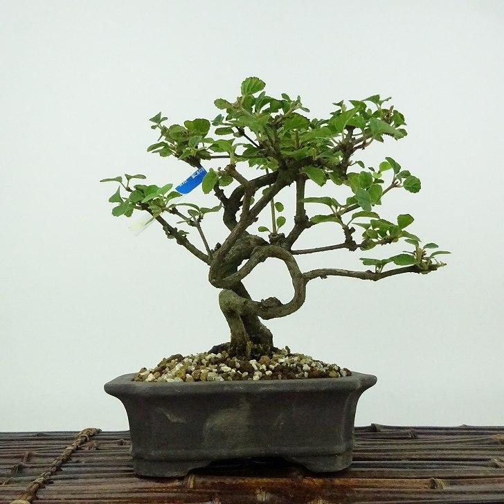 盆栽 ガマズミ 金華山 樹高 約18cm Viburnum dilatatum がまずみ