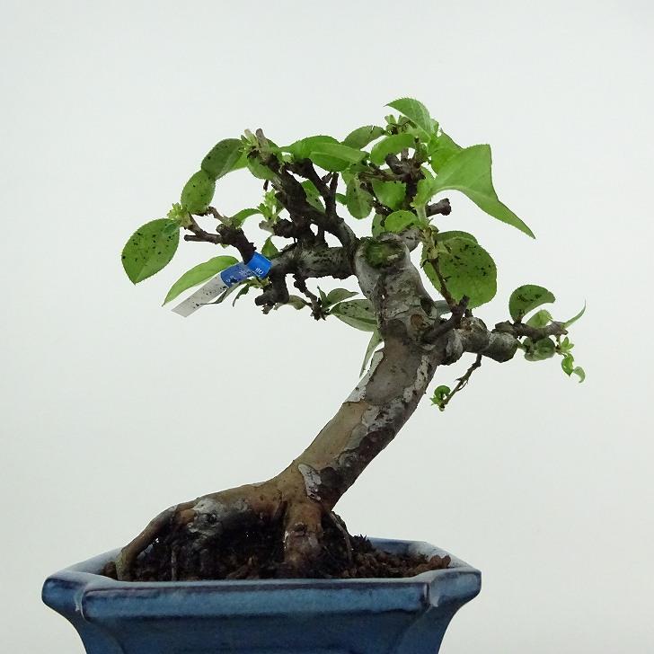 盆栽 花梨 樹高 約15cm かりん Pseudocydonia sinensis カリン バラ科