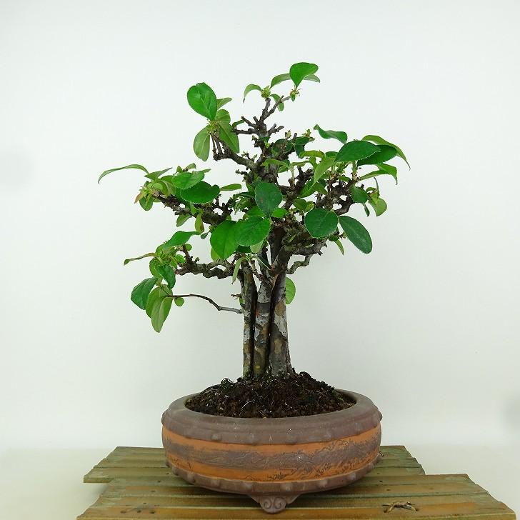 盆栽 花梨 樹高 約29cm かりん Pseudocydonia sinensis カリン バラ科