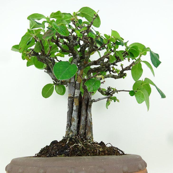 盆栽 花梨 樹高 約29cm かりん Pseudocydonia sinensis カリン バラ科