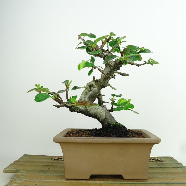 盆栽 花梨 樹高 約16cm かりん Pseudocydonia sinensis カリン 盆栽 花梨 樹高 約16cm かりん Pseudocydonia sinensis カリン