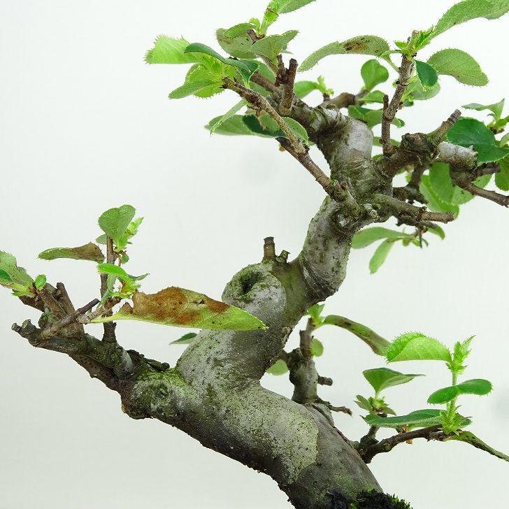 盆栽 花梨 樹高 約16cm かりん Pseudocydonia sinensis カリン 盆栽 花梨 樹高 約16cm かりん Pseudocydonia sinensis カリン