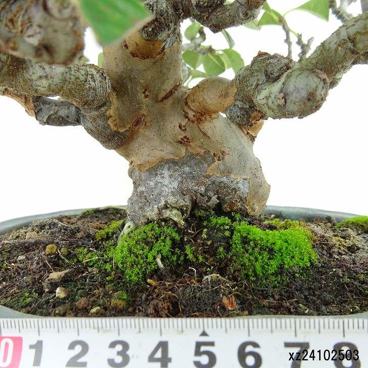 盆栽 花梨 樹高 約23cm かりん 高級盆栽 Pseudocydonia sinensis 盆栽 花梨 樹高 約23cm かりん 高級盆栽 Pseudocydonia sinensis