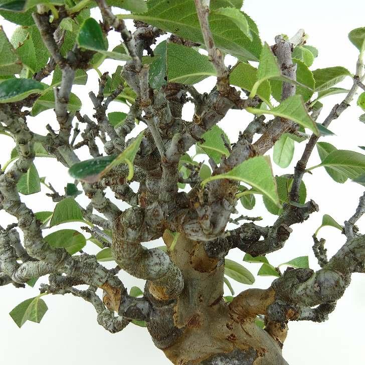盆栽 花梨 樹高 約23cm かりん 高級盆栽 Pseudocydonia sinensis 盆栽 花梨 樹高 約23cm かりん 高級盆栽 Pseudocydonia sinensis