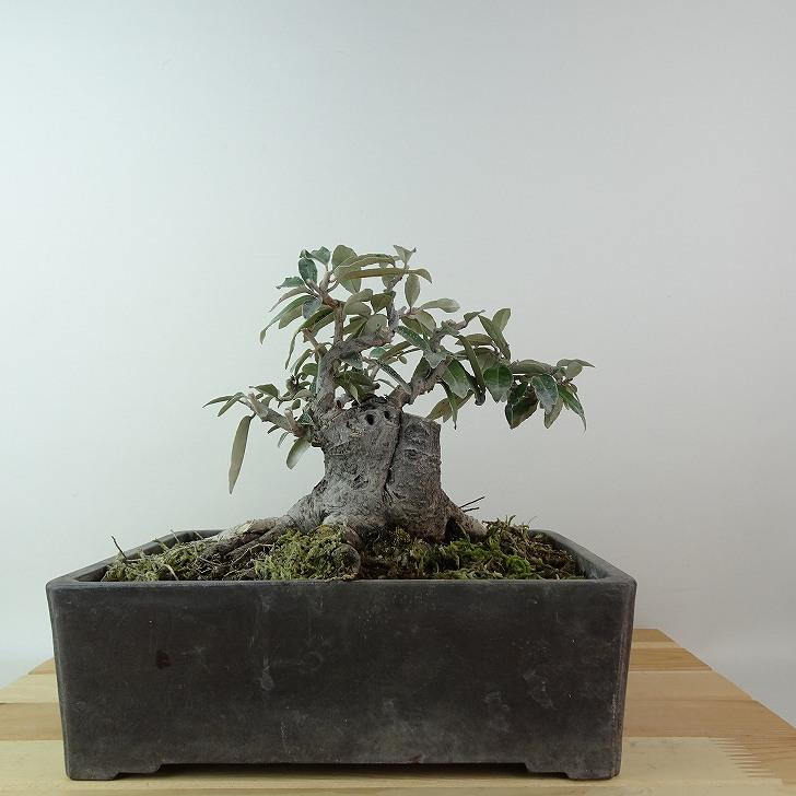 盆栽 盆栽 寒茱萸 樹高 約13cm かんぐみ Elaeagnus カングミ グミ科