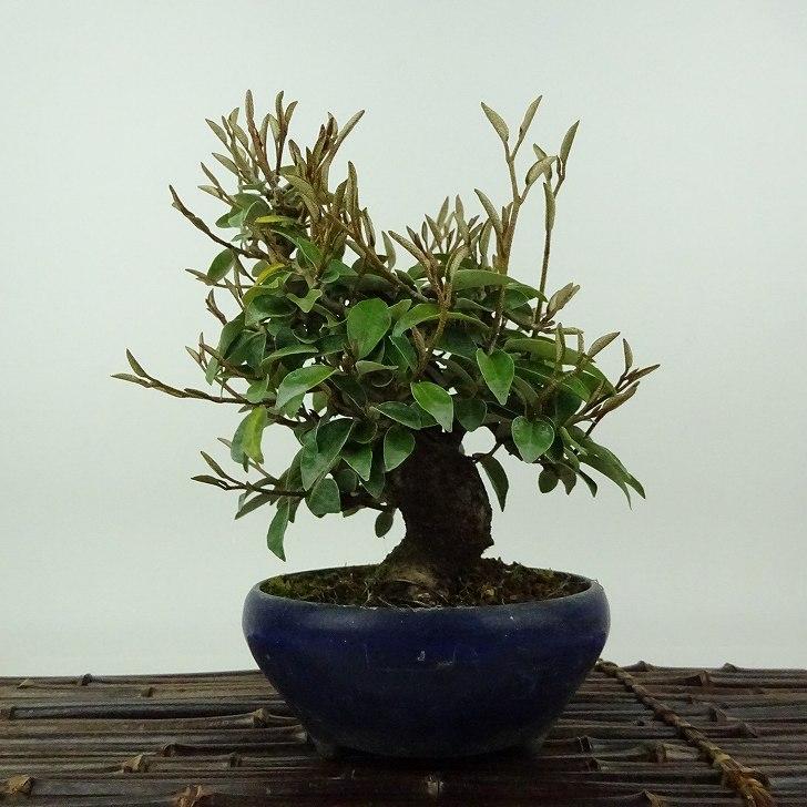 盆栽 寒茱萸 樹高 約18cm かんぐみ Elaeagnus カングミ グミ科 盆栽 寒茱萸 樹高 約18cm かんぐみ Elaeagnus カングミ グミ科