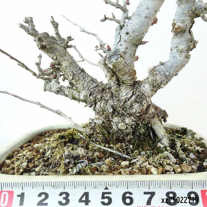 盆栽 寒木瓜 樹高 約19cm かんぼけ Chaenomeles speciosa カンボケ