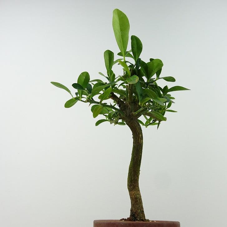 盆栽 金豆 樹高 約20cm きんず Fortunella hindsii キンズ 盆栽 金豆 樹高 約20cm きんず Fortunella hindsii キンズ