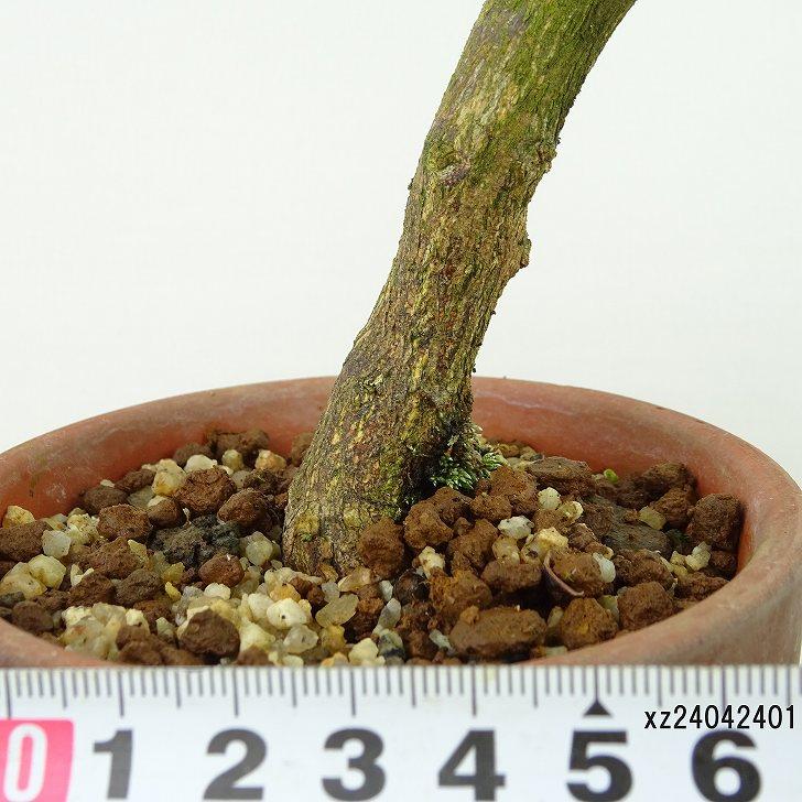 盆栽 金豆 樹高 約20cm きんず Fortunella hindsii キンズ 盆栽 金豆 樹高 約20cm きんず Fortunella hindsii キンズ