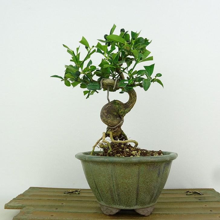 盆栽 金豆 樹高 約17cm きんず Fortunella hindsii キンズ 盆栽 金豆 樹高 約17cm きんず Fortunella hindsii キンズ