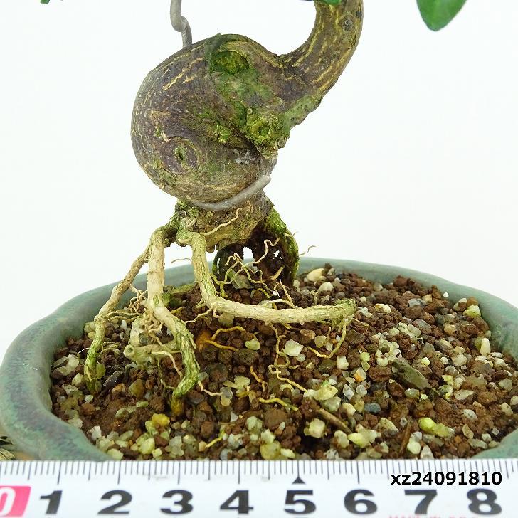 盆栽 金豆 樹高 約17cm きんず Fortunella hindsii キンズ 盆栽 金豆 樹高 約17cm きんず Fortunella hindsii キンズ