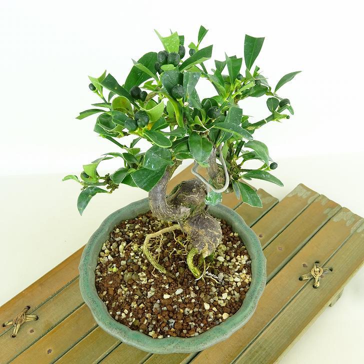 盆栽 金豆 樹高 約17cm きんず Fortunella hindsii キンズ 盆栽 金豆 樹高 約17cm きんず Fortunella hindsii キンズ