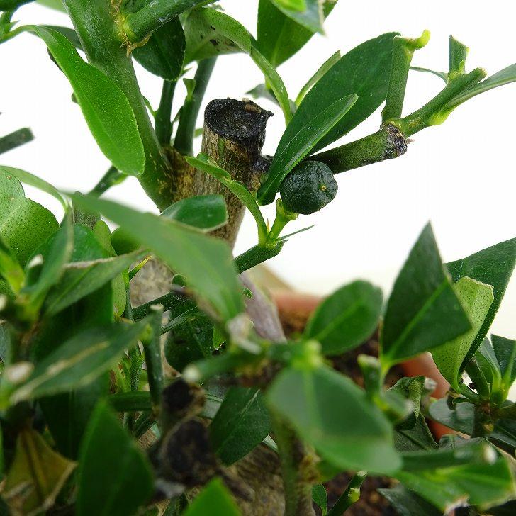 盆栽 金豆 樹高 約12cm きんず Fortunella hindsii キンズ