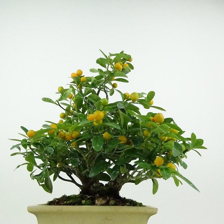 盆栽 金豆 樹高 約22cm きんず 高級盆栽 Fortunella hindsii キンズ