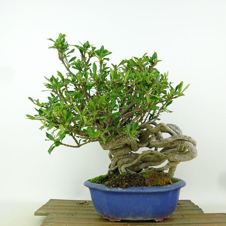 盆栽 梔子 樹高 約23cm くちなし Gardenia jasminoides クチナシ