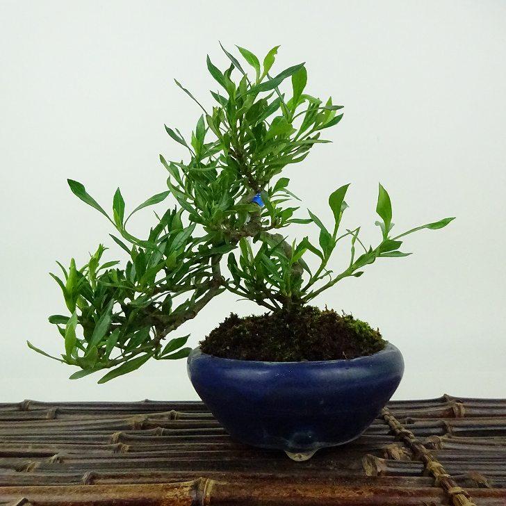 盆栽 梔子 喜代誉 樹高 約15cm くちなし Gardenia jasminoides