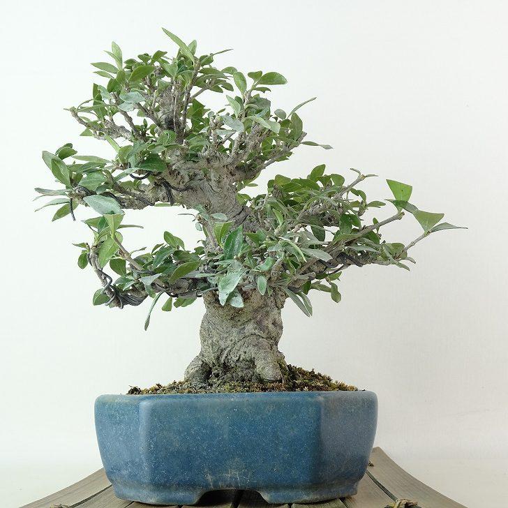 盆栽 梔子 樹高 約17cm くちなし 高級盆栽 Gardenia jasminoides