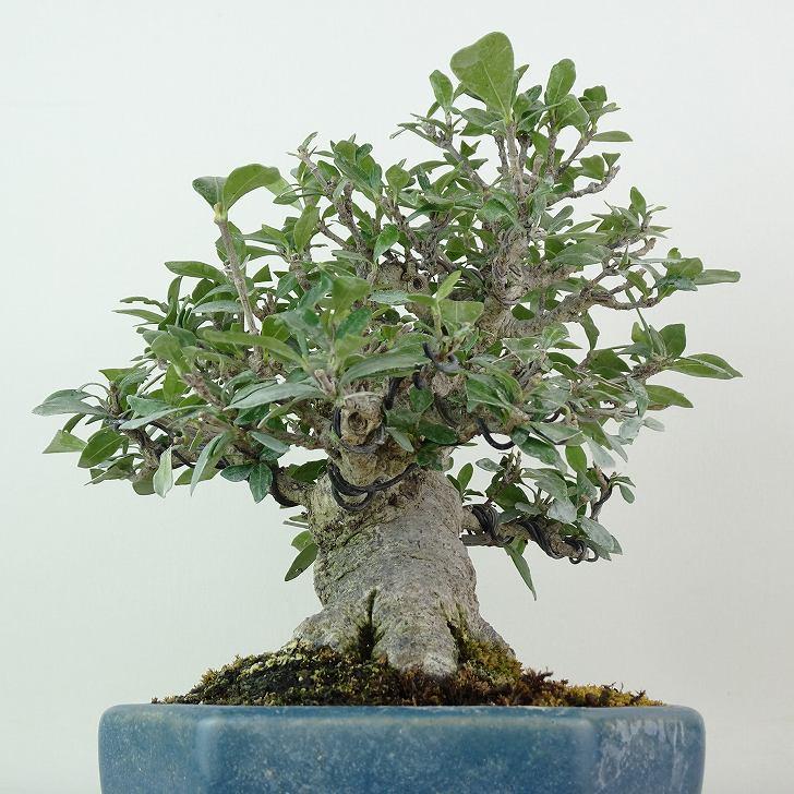 盆栽 梔子 樹高 約17cm くちなし 高級盆栽 Gardenia jasminoides