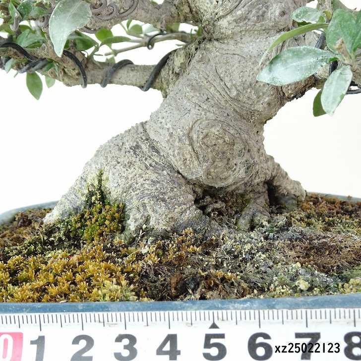 盆栽 梔子 樹高 約17cm くちなし 高級盆栽 Gardenia jasminoides
