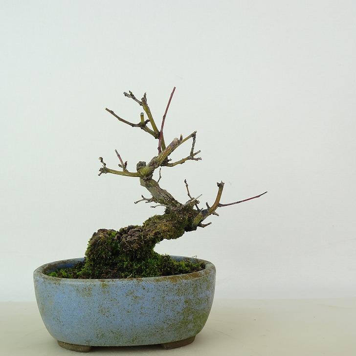 盆栽 熊柳 樹高 約10cm くまやなぎ Berchemia racemosa クマヤナギ