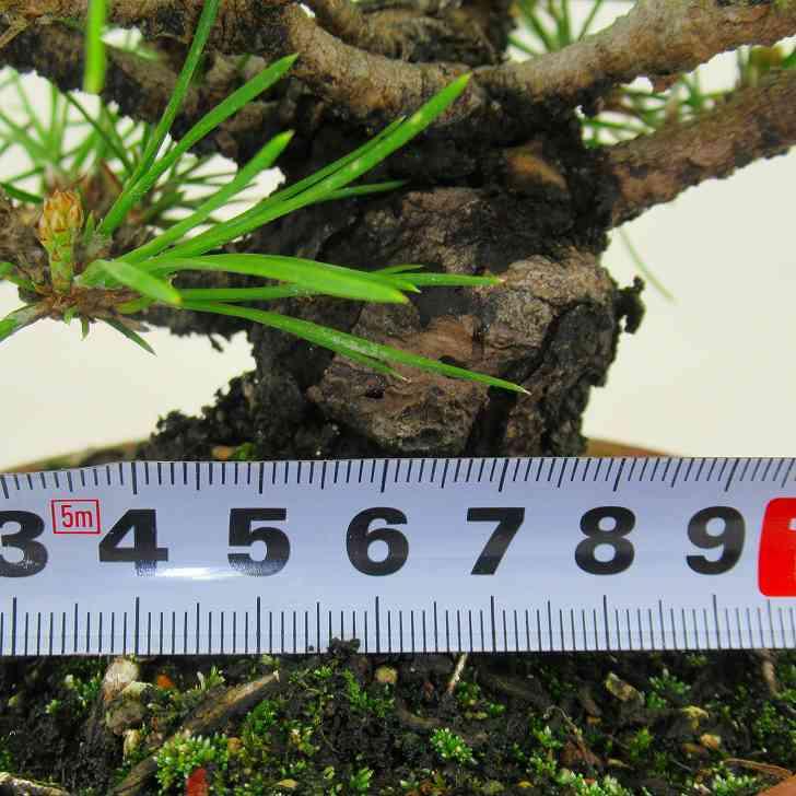 2022A/W新作送料無料 黒松 Pinus thunbergii くろまつ Black Pine クロマツ マツ科 常緑樹 観賞用 盆栽 小品 現品 promed.srv.br 2022A/W新作送料無料 黒松 Pinus thunbergii くろまつ Black Pine クロマツ マツ科 常緑樹 観賞用 盆栽 小品 現品 promed.srv.br