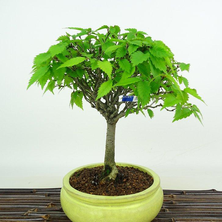 欅のキセキ　景品 欅のキセキくじ 缶バッジ24個セット（24キャラクター）