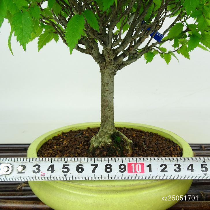 小物入れ 欅(ケヤキ) 幅10cm 高18.2cm 中フタ 高級茶葉入れ 超銘木 小物入れ 欅(ケヤキ) 幅10cm 高18.2cm 中フタ 高級茶葉入れ 超銘木