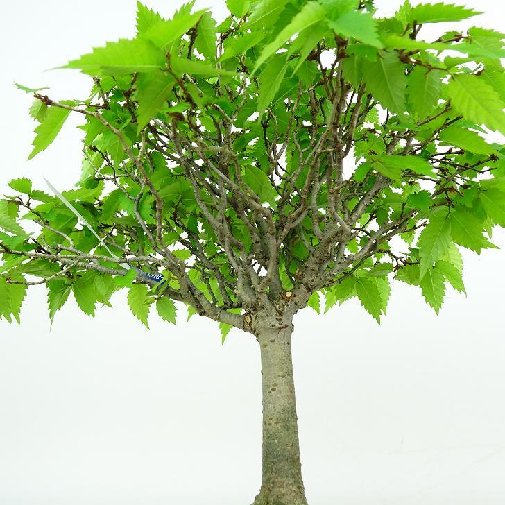 超極太古木　欅　ケヤキ　盆栽　　落葉樹 高さ約45cm 超極太古木 欅 ケヤキ 盆栽 落葉樹 高さ約45cm ケヤキ 約80年 |