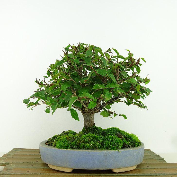 盆栽 欅 樹高 約17cm けやき Zelkova serrata ケヤキ 紅葉 ニレ 盆栽 欅 樹高 約17cm けやき Zelkova serrata ケヤキ 紅葉 ニレ