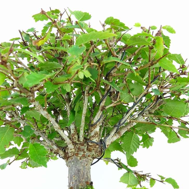 盆栽 欅 樹高 約17cm けやき Zelkova serrata ケヤキ 紅葉 ニレ 盆栽 欅 樹高 約17cm けやき Zelkova serrata ケヤキ 紅葉 ニレ