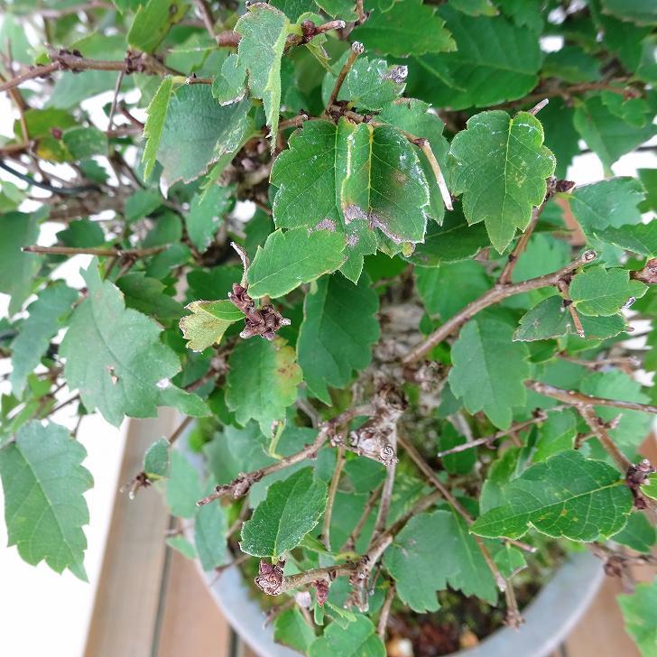 盆栽 欅 樹高 約17cm けやき Zelkova serrata ケヤキ 紅葉 ニレ 盆栽 欅 樹高 約17cm けやき Zelkova serrata ケヤキ 紅葉 ニレ