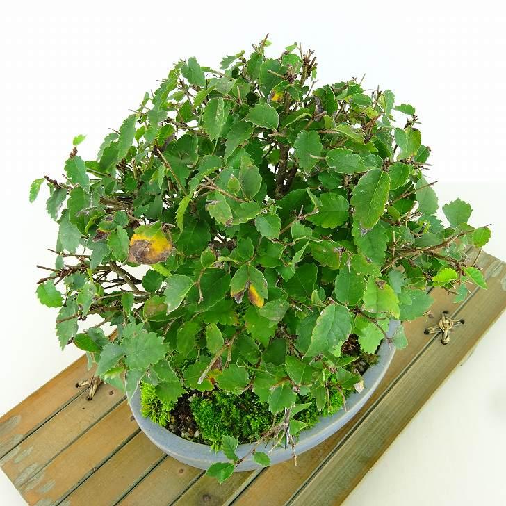 盆栽 欅 樹高 約17cm けやき Zelkova serrata ケヤキ 紅葉 ニレ 盆栽 欅 樹高 約17cm けやき Zelkova serrata ケヤキ 紅葉 ニレ