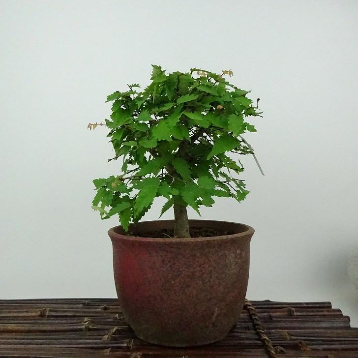 欅 盆栽 樹 形 自然仕立て 盆栽 欅 樹高 約15cm けやき Zelkova