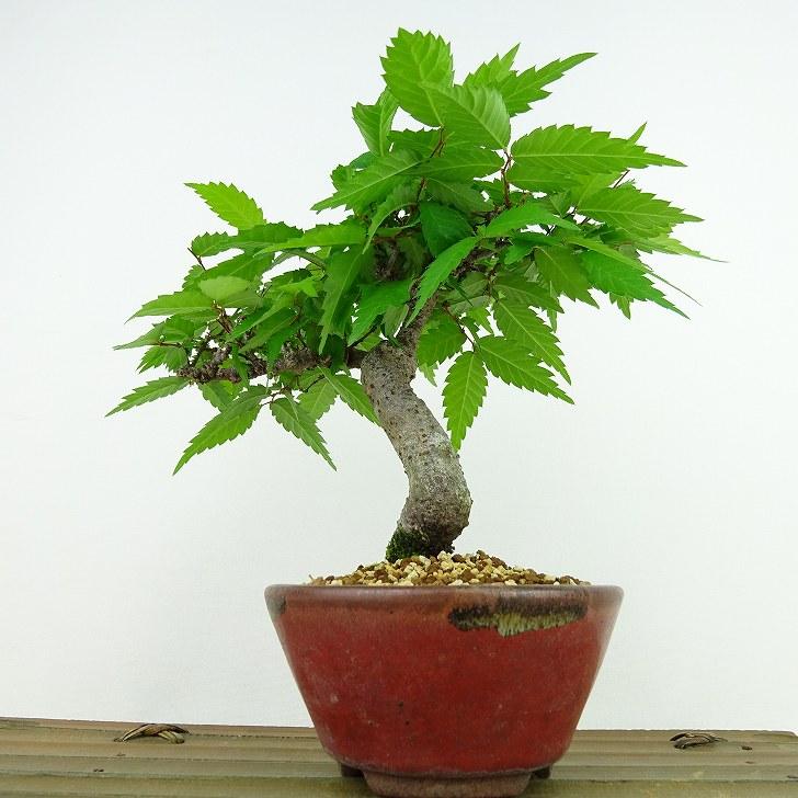 盆栽 欅 樹高 約14cm けやき Zelkova serrata ケヤキ 紅葉 ニレ科 ケヤキ属 落葉樹 観賞用 小品 現品｜haniwa-bonsai｜03