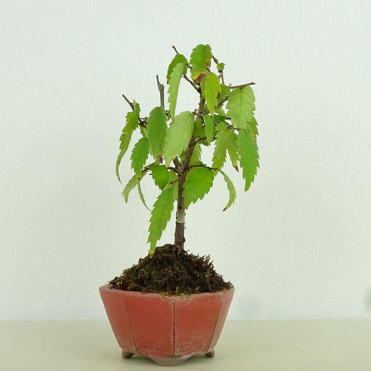 盆栽 欅 樹高 約9cm けやき Zelkova serrata ケヤキ 紅葉 ニレ科