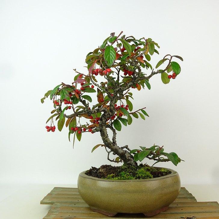 盆栽 コトネアスター 樹高 約24cm Cotoneaster バラ科 コトネアスター