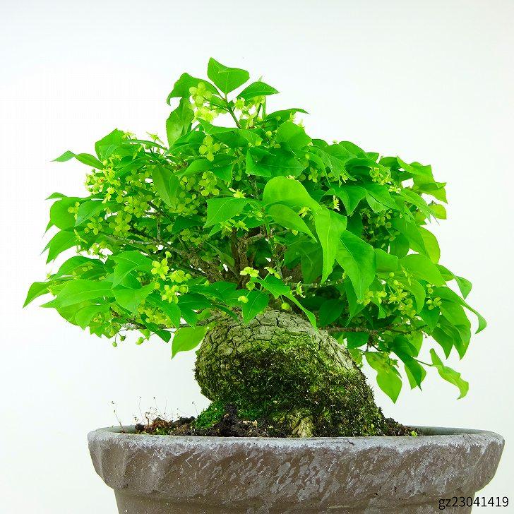 盆栽 こまゆみ 樹高 約21cm Euonymus alatus form ciliatodentatus