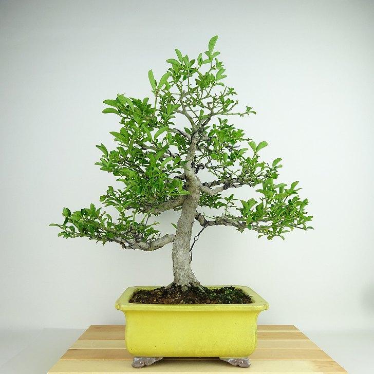 盆栽 こまゆみ 樹高 約36cm Euonymus alatus form ciliatodentatus