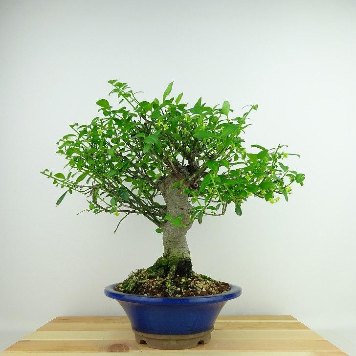 盆栽 こまゆみ 樹高 約27cm Euonymus alatus form ciliatodentatus
