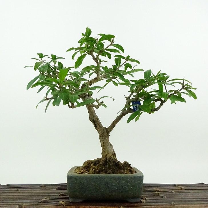 盆栽 石榴 樹高 約22cm ざくろ Punica granatum ザクロ ミソハギ科