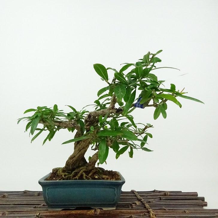盆栽 石榴 樹高 約16cm ざくろ Punica granatum ザクロ ミソハギ科