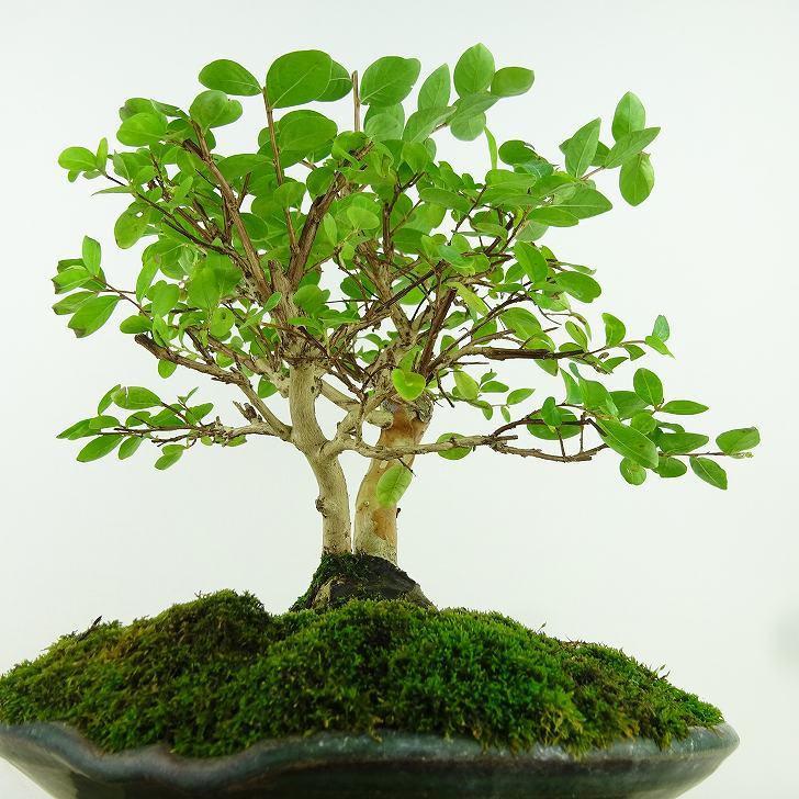 木材インテリア サルスベリ 木材インテリア サルスベリ