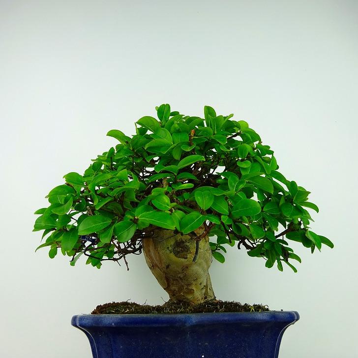 盆栽 百日紅 樹高 約19cm さるすべり Lagerstroemia indica サルスベリ ミソハギ科 サルスベリ属 落葉樹 観賞用 小品 現品｜haniwa-bonsai｜04